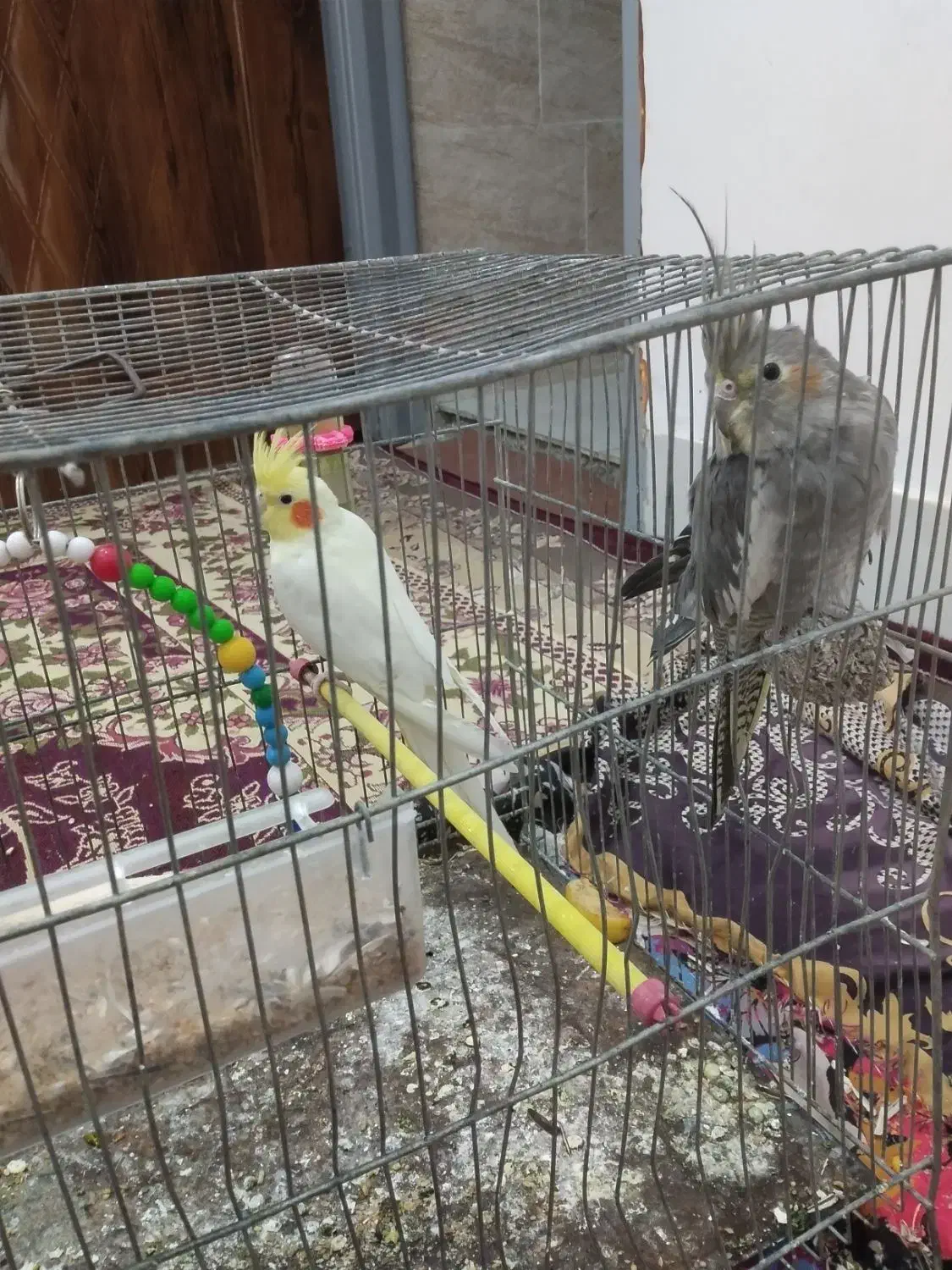 فروش|پرنده|گلپایگان, |دیوار