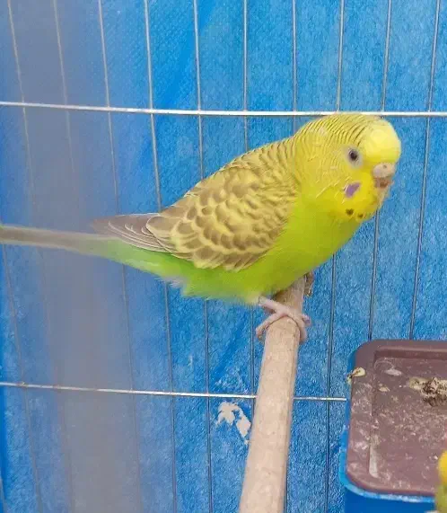 مرغ عشق|پرنده|فولادشهر, مسکن مهر فولادشهر|دیوار