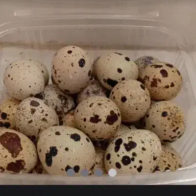 تخم بلدرچین|خوردنی و آشامیدنی|سبزوار, زینبیه|دیوار