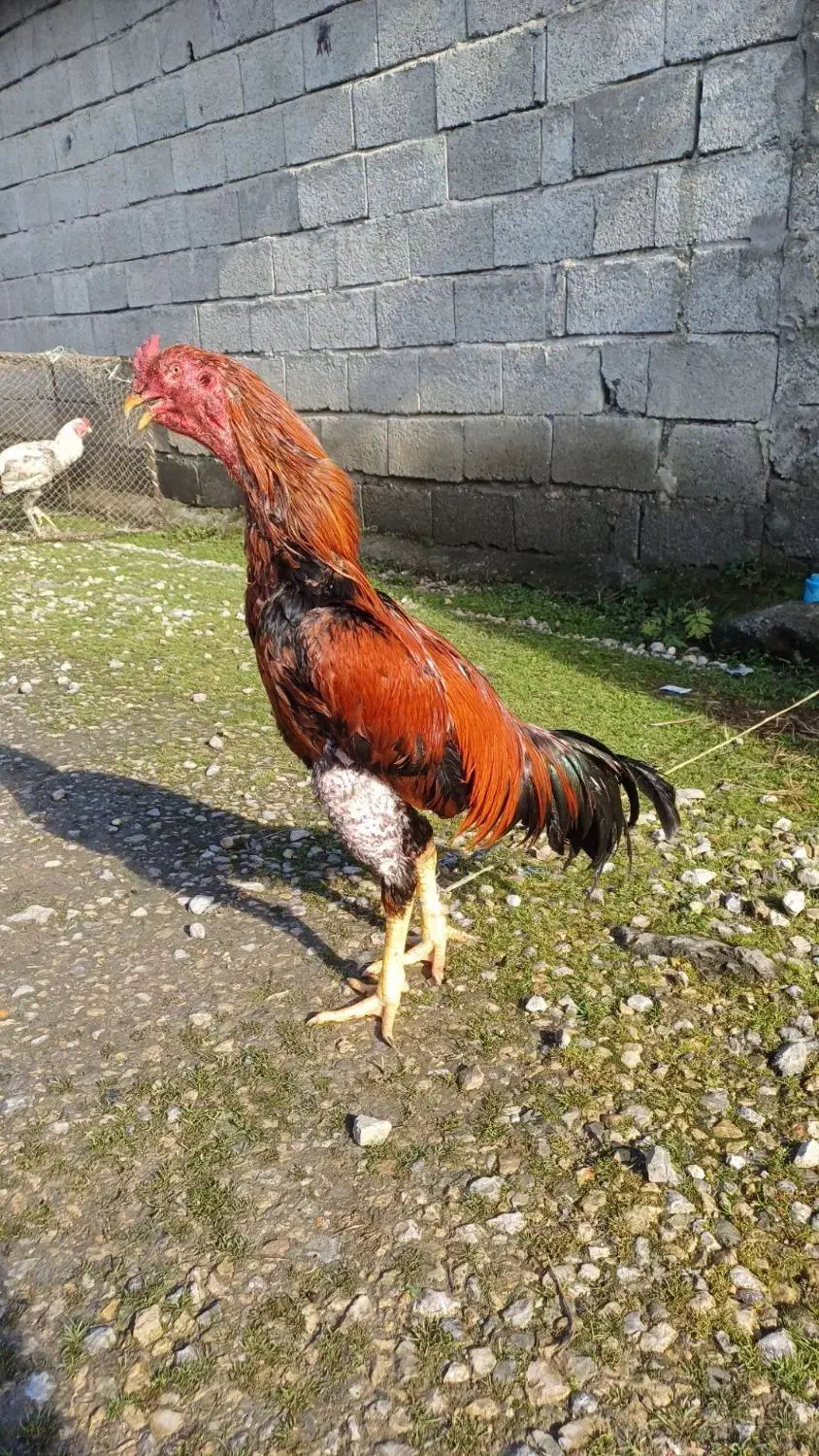 ۶تومن|حیوانات مزرعه|پره‌سر, |دیوار