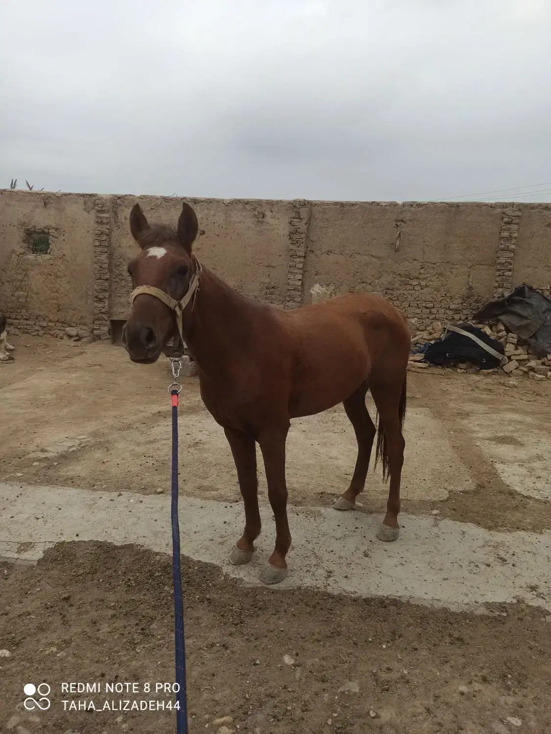 اسب ترکمن...|اسب و تجهیزات اسبسواری|گنبد کاووس, |دیوار