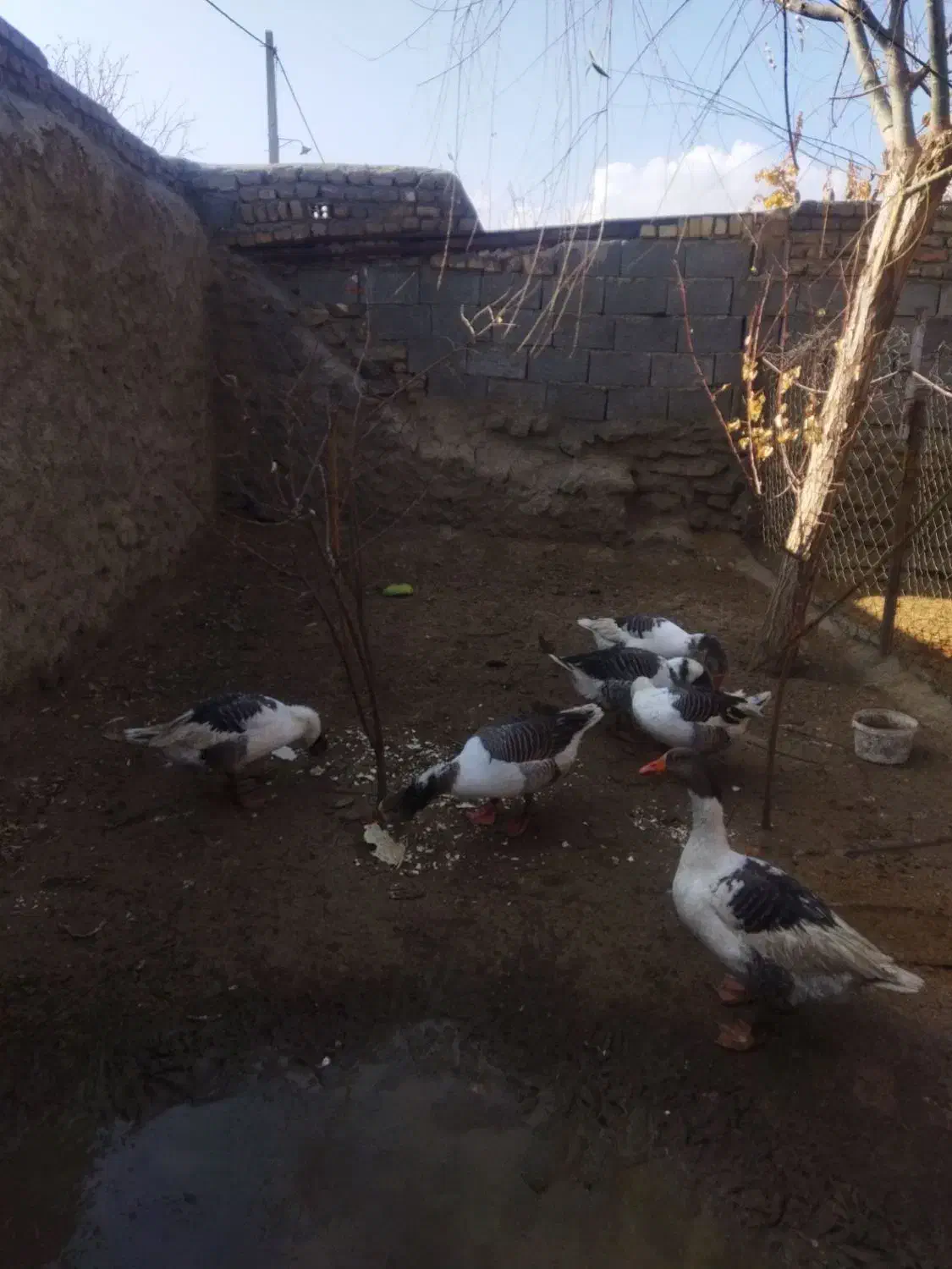 غاز خودمانی|حیوانات مزرعه|ملایر, |دیوار