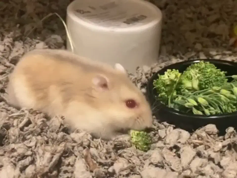 یدونه همستر کوچولو|موش و خرگوش|محمدشهر, ولدآباد|دیوار