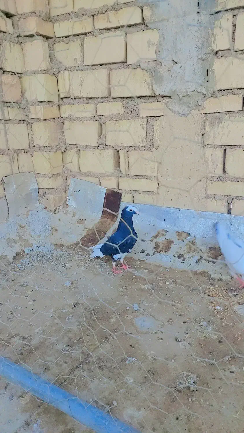 ‌کفتر|پرنده|خرمشهر, |دیوار