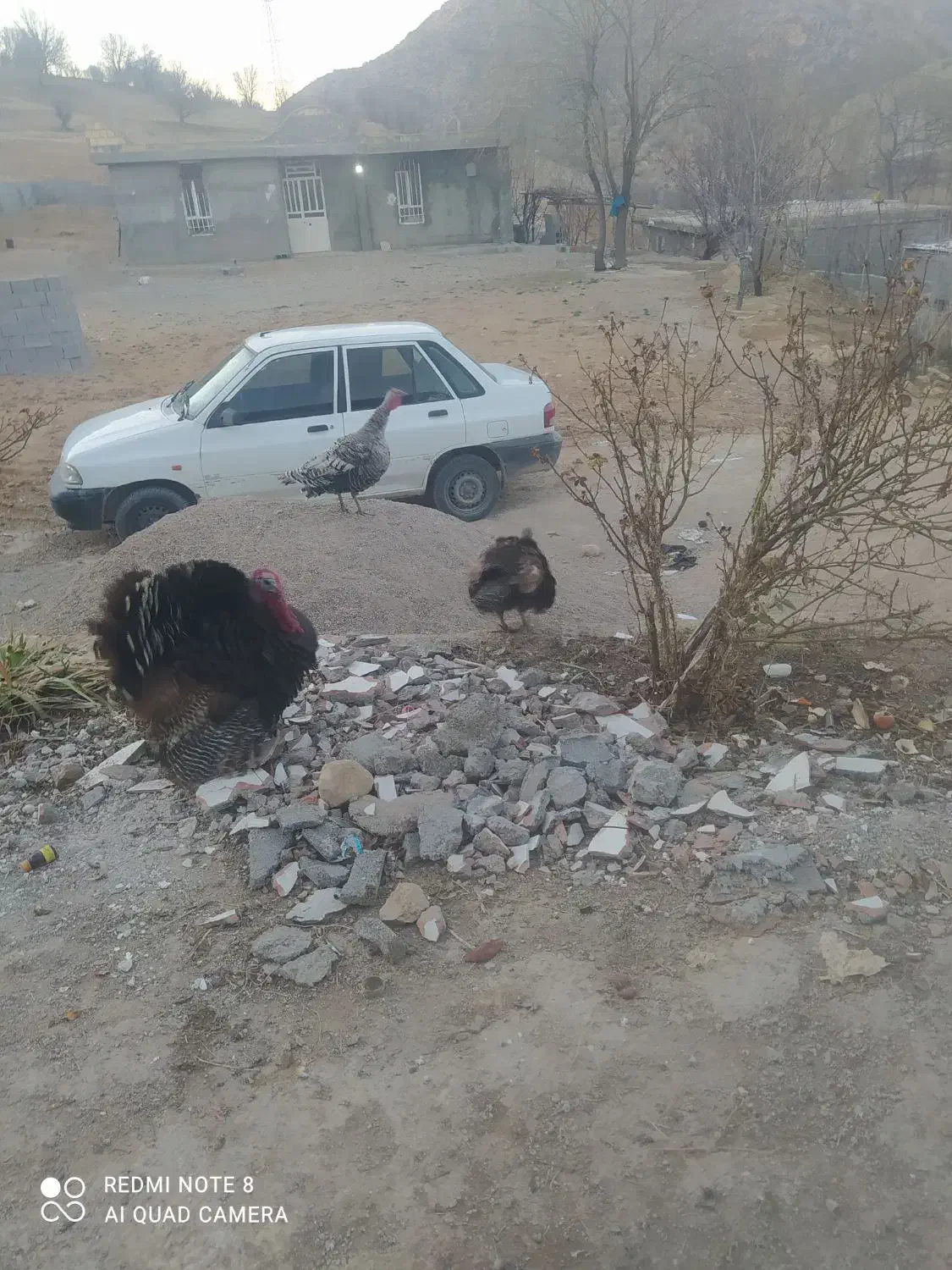 بوقلمون|حیوانات مزرعه|یاسوج, |دیوار