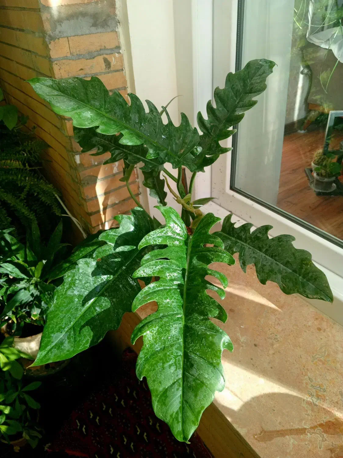 آنلاین شاپ گل|گل و گیاه طبیعی|گلبهار, شهر جدید گلبهار|دیوار