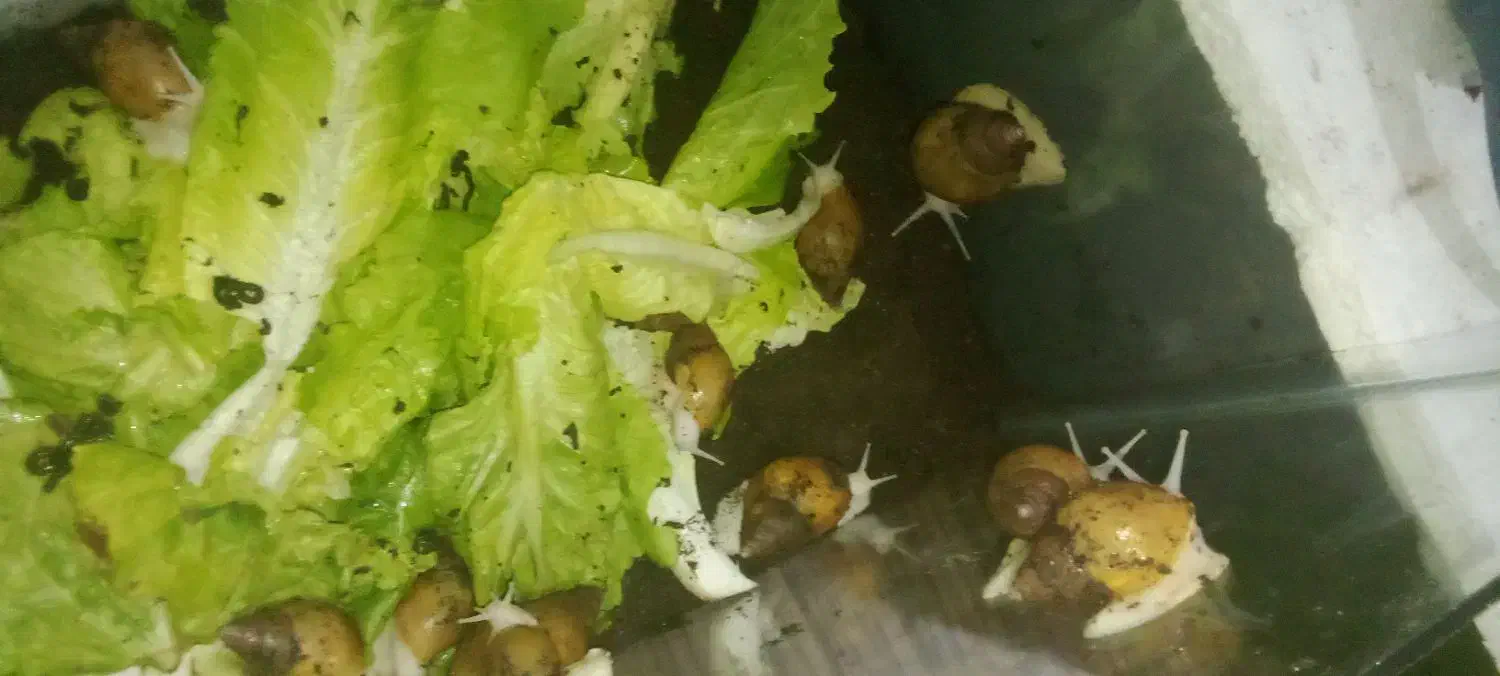 فورش حلزون اچتینا مولد|خزنده|خرمدره, |دیوار