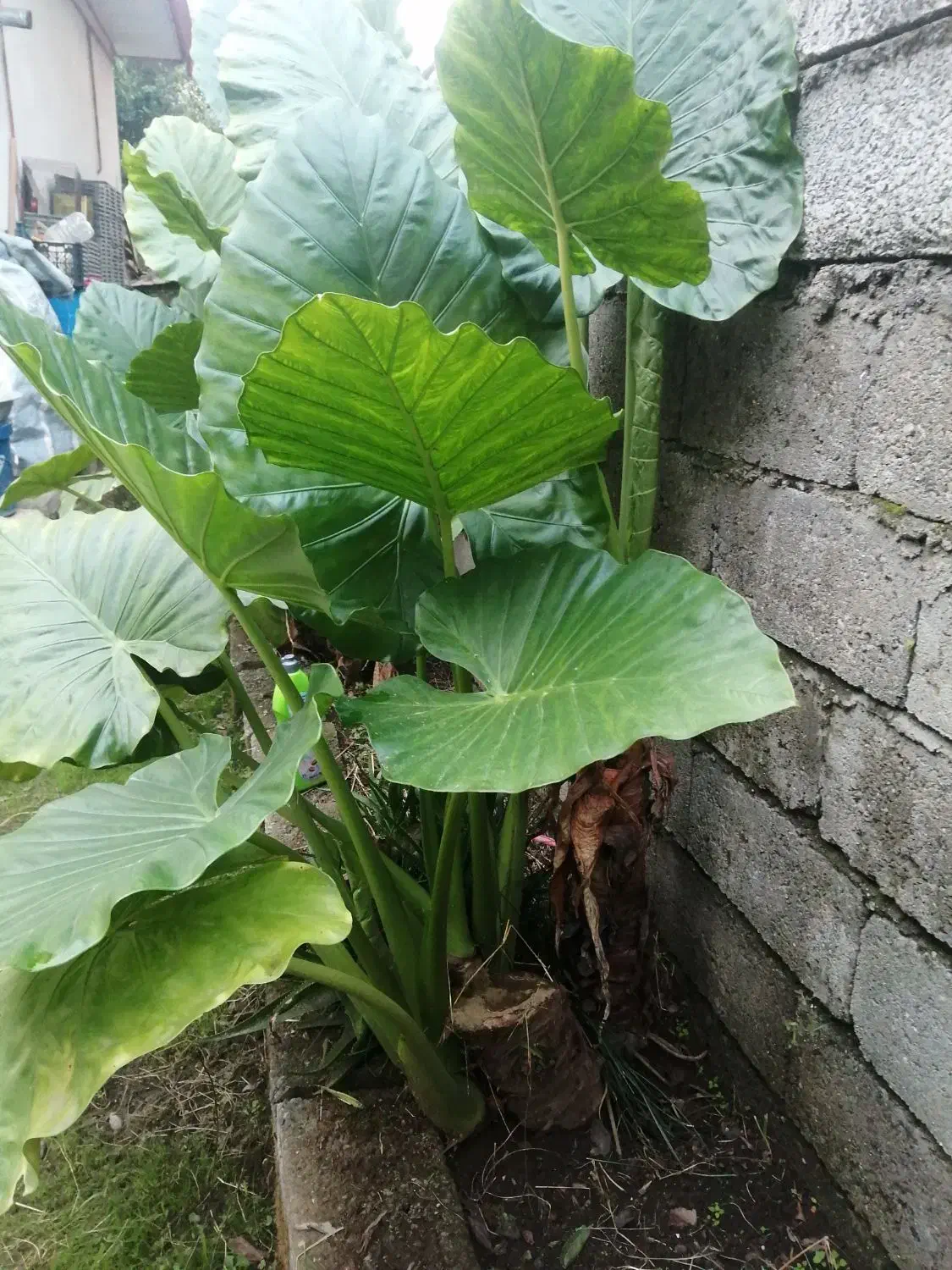 گل بابا ادم|گل و گیاه طبیعی|اسالم, |دیوار