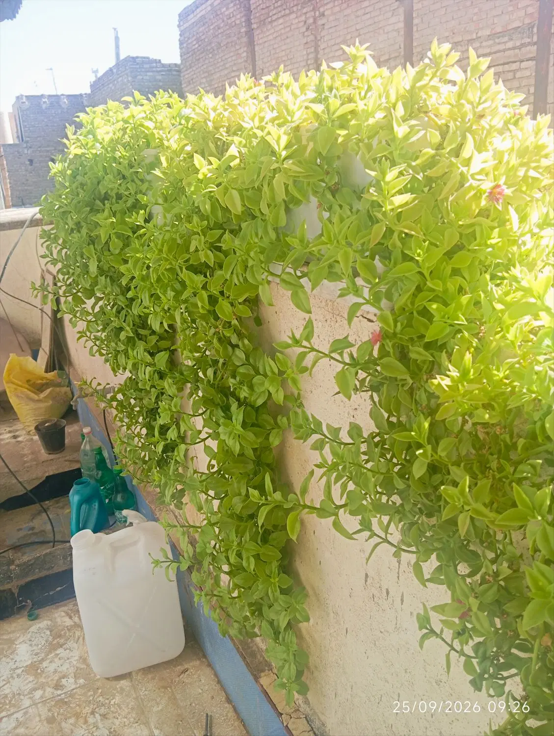 گل یخ|گل و گیاه طبیعی|زاهدان, |دیوار