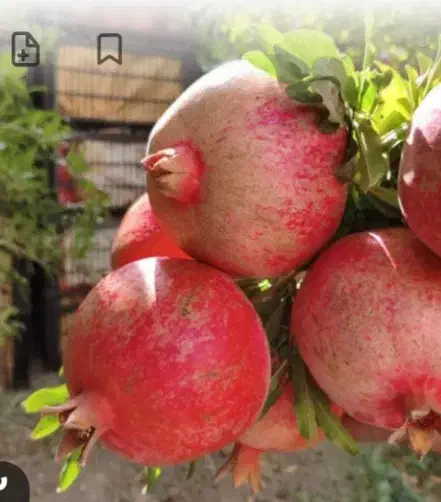 رب انار تازه و خوشرنگ|خوردنی و آشامیدنی|کرج, شهرک فهمیده|دیوار