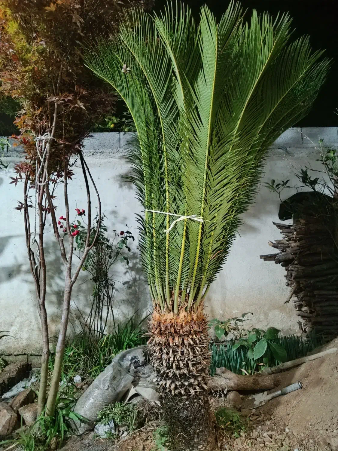 فروش دو عدد سیکاس|گل و گیاه طبیعی|رودسر, |دیوار