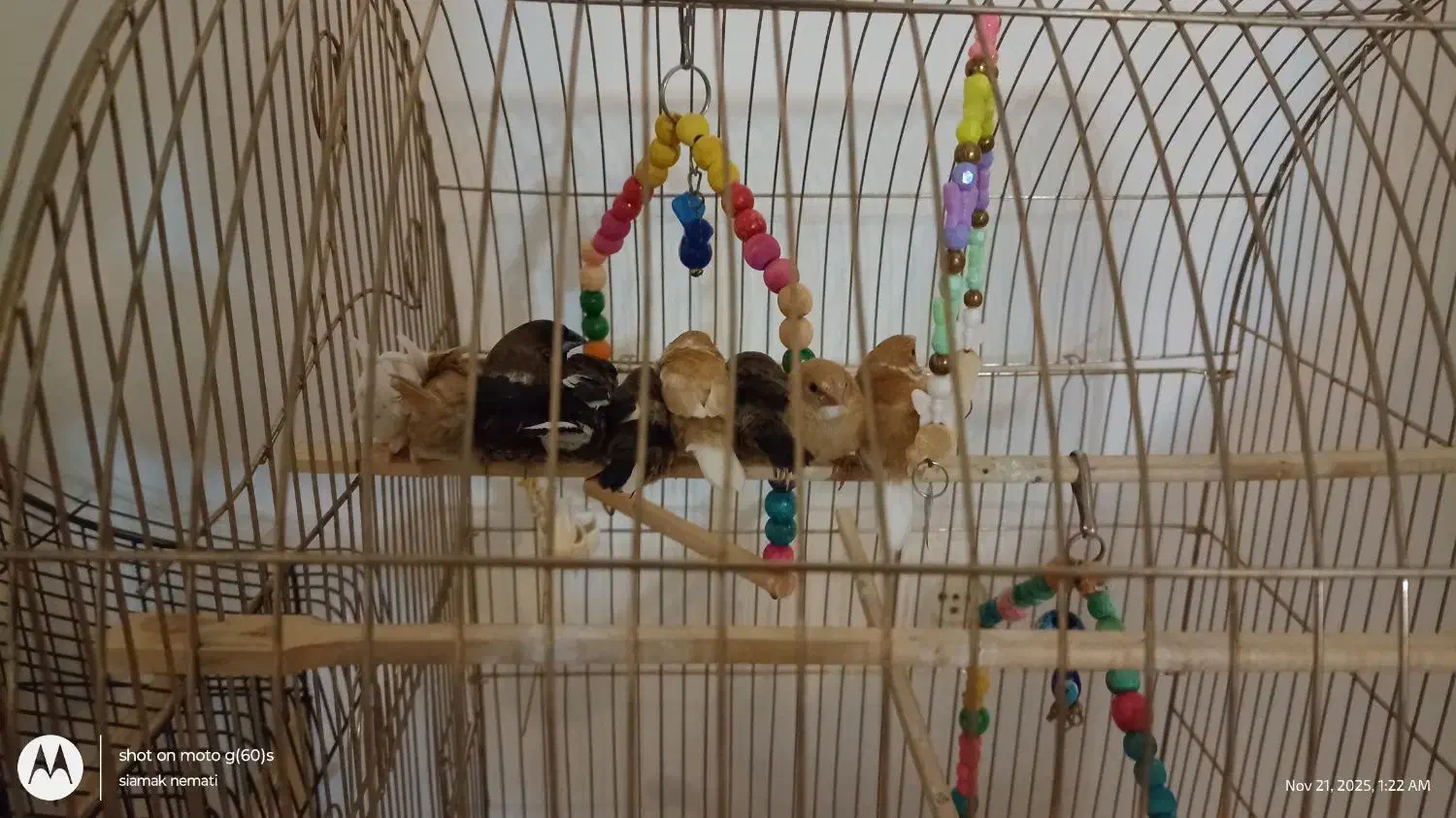 فنچ بنگالی (معاوضه)|پرنده|اندیشه, اندیشه فاز ۳|دیوار