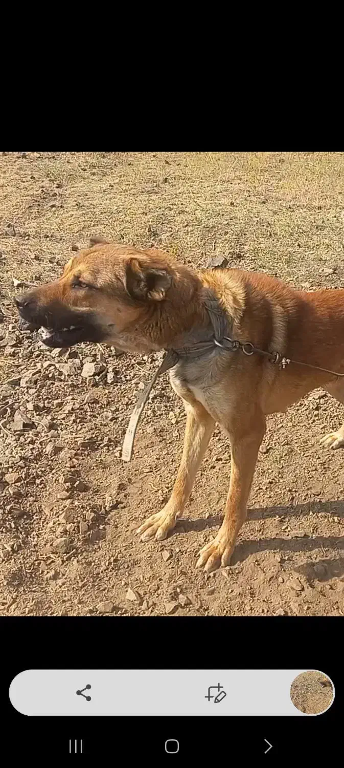 گمشده|حیوانات|خوی, |دیوار