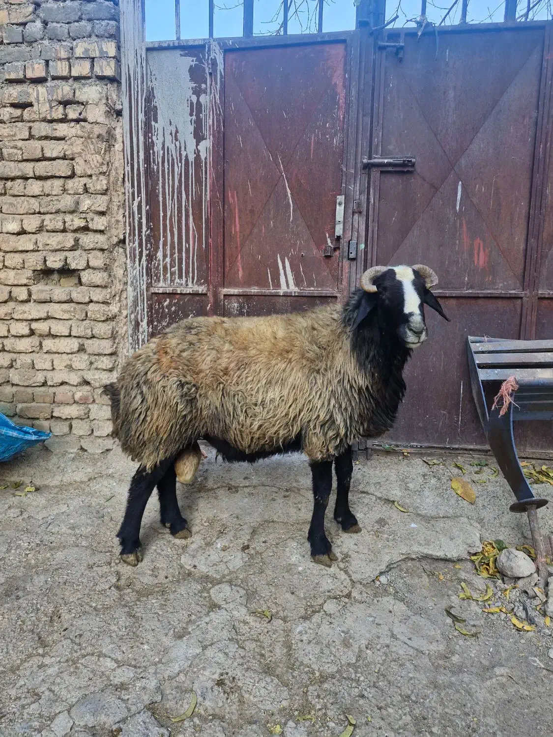 قوچ|حیوانات مزرعه|فریدونشهر, |دیوار