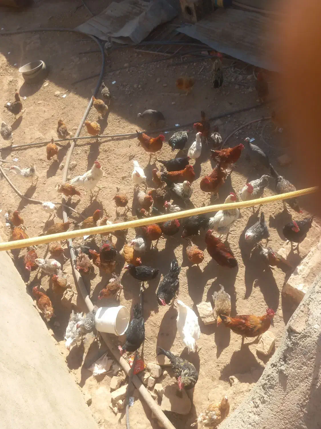 خروس ومرغ همه باهم دونه ۲۷۰همه جون|حیوانات مزرعه|سبزوار, صالح آباد|دیوار