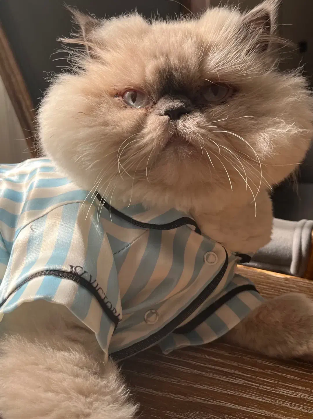 گربه پرشین هیمالین|گربه|بابل, |دیوار