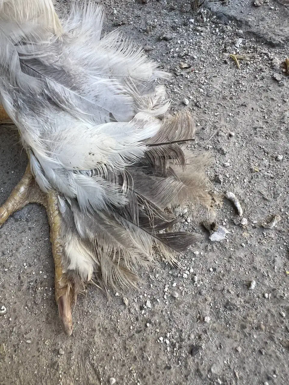 مرغ اصیل براهما بلولایت ۸ ماهه|حیوانات مزرعه|بانه, |دیوار