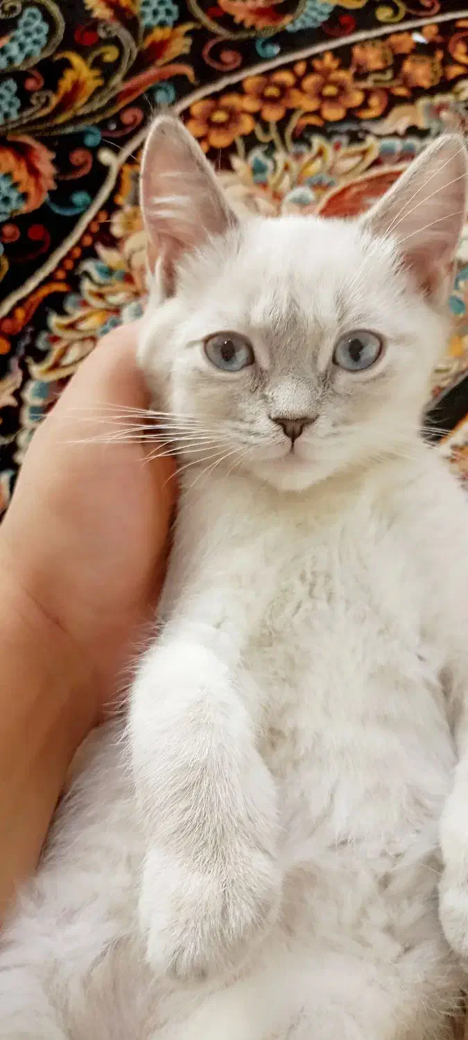 گربه میکس بریتیش سیامی.|گربه|بیرجند, |دیوار