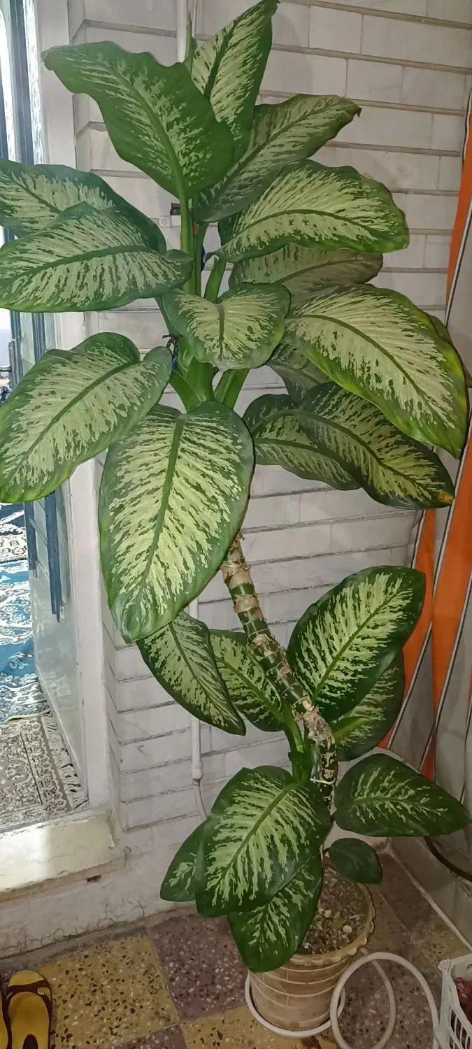 گل دیفن|گل و گیاه طبیعی|اندیمشک, |دیوار