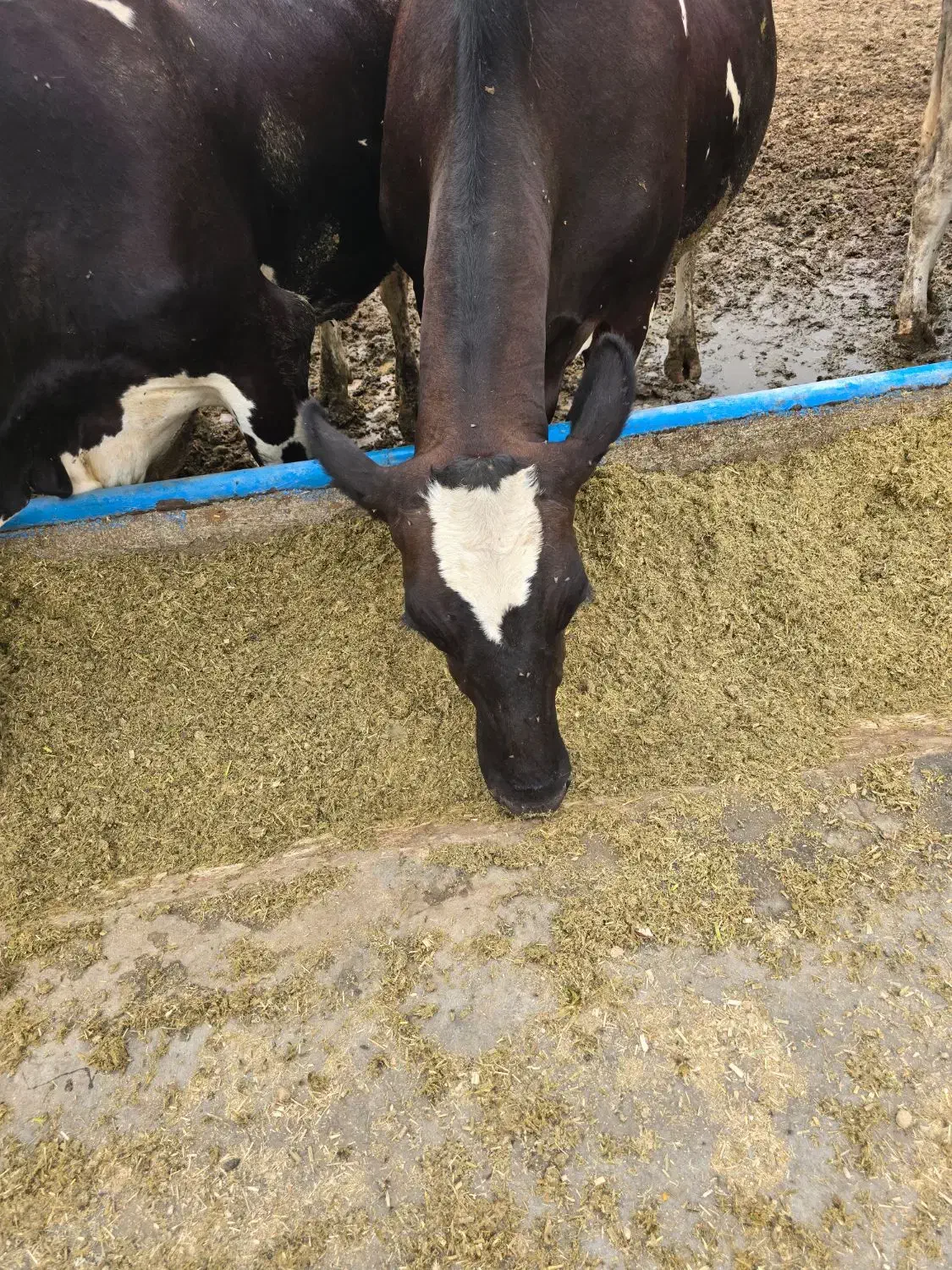 گوساله پایه پروار دامداری صنعتی|حیوانات مزرعه|جوادآباد, |دیوار