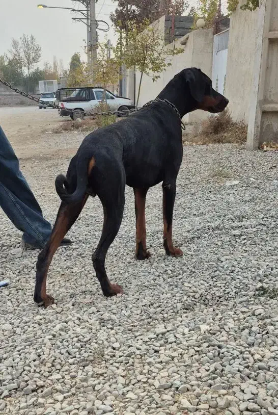 دوبرمن اروپایی نر پوست چرمی|سگ|تهران, درختی|دیوار