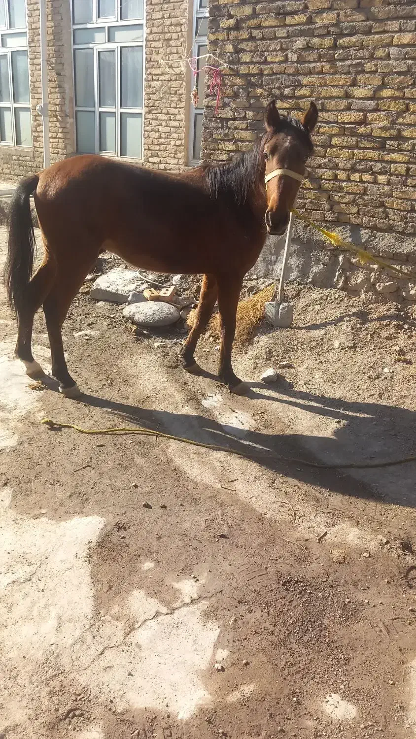 اسب نر|اسب و تجهیزات اسبسواری|سراب, |دیوار