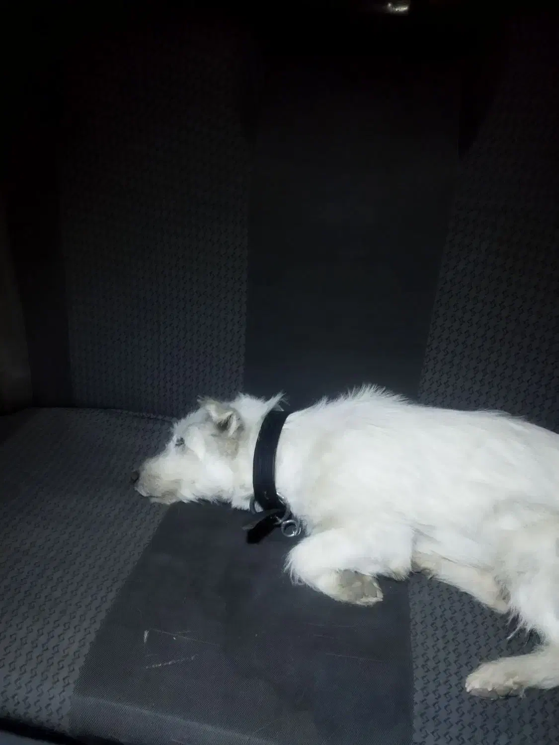 واگذاری سگ|سگ|قزوین, |دیوار