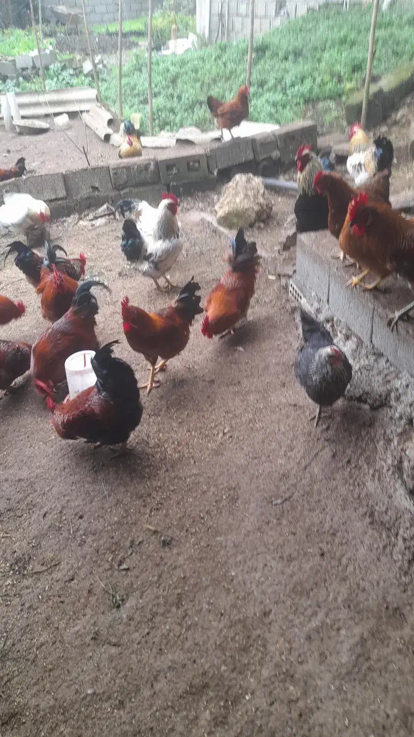 فروش ویژه خروس محلی|حیوانات مزرعه|رامسر, |دیوار