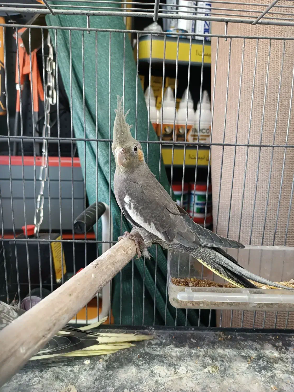 جوجه عروس هلندی گلباقالی و سیامون|پرنده|بیرجند, |دیوار