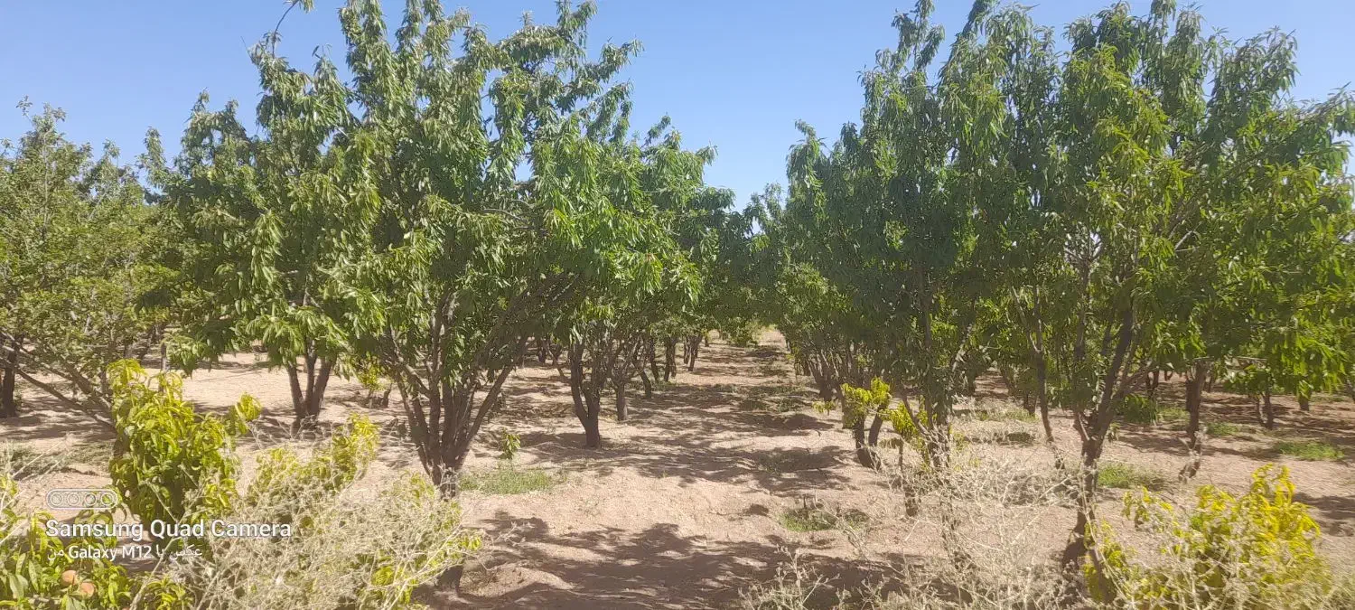 معاوضه زمین کشاورزی باخونه زمین مسکونی در نجف ابا|فروش دفتر صنعتی، کشاورزی، تجاری|تیران, |دیوار