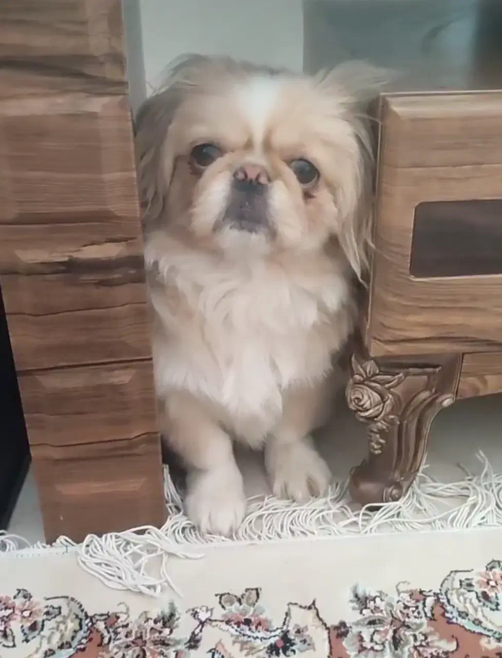 گمشده (دزدیده شده) مژدگانی دارد|حیوانات|ورامین, خیر آباد|دیوار