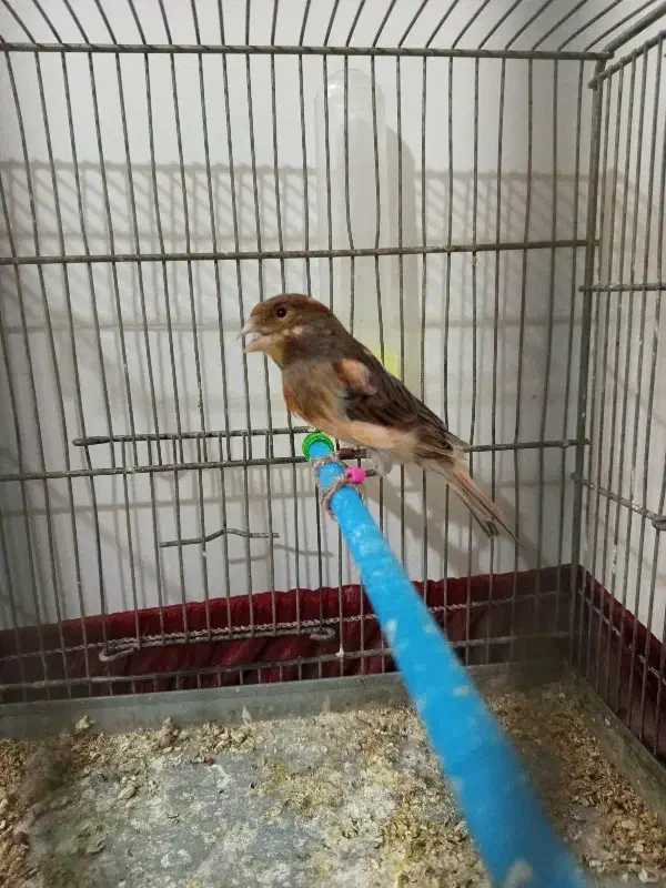 قناری نر|پرنده|خوی, |دیوار