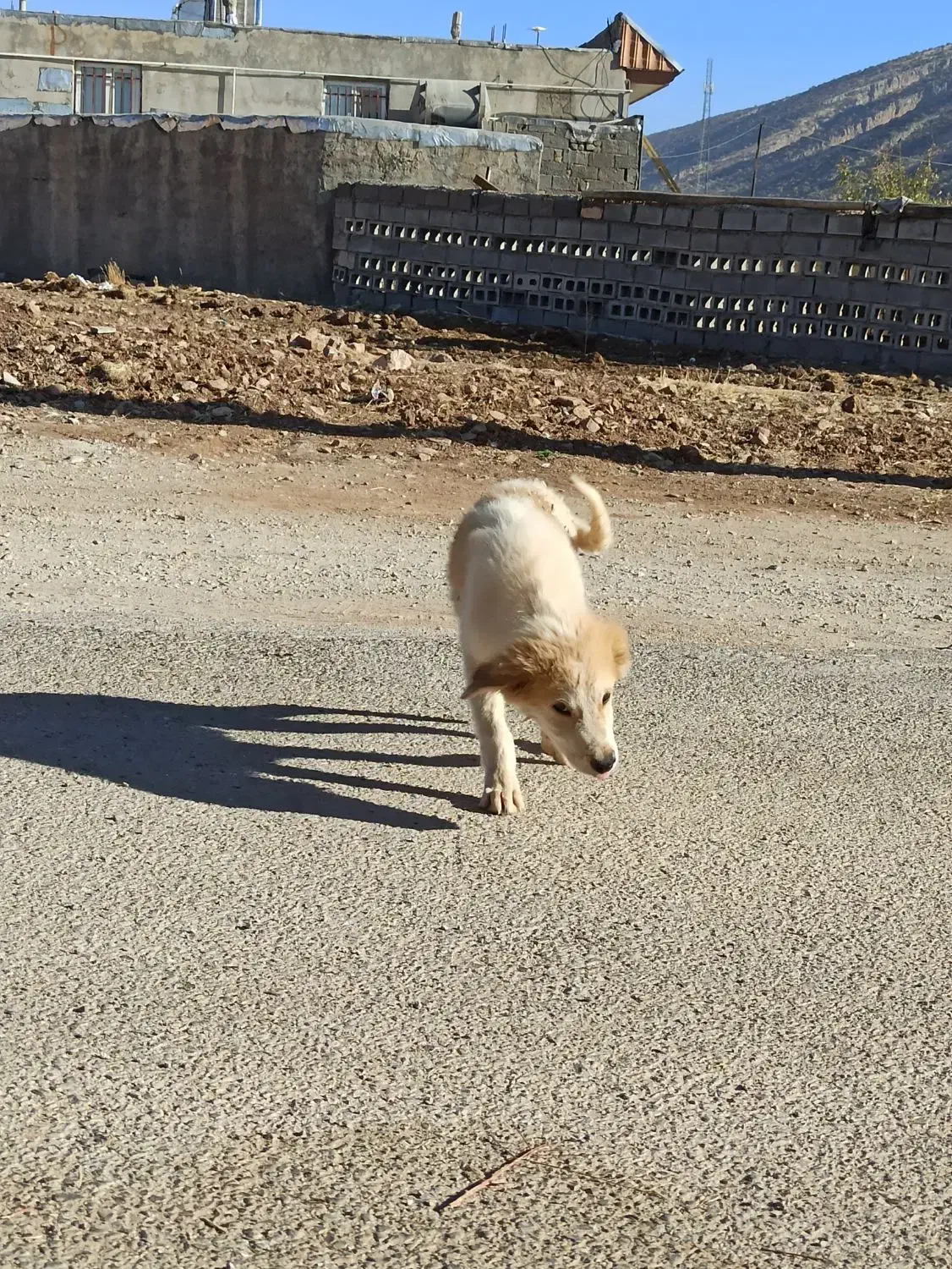 توله سگ سفید|سگ|گیلان غرب, |دیوار