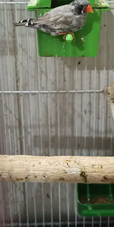 سه عد فنچ ماده|پرنده|بندرعباس, |دیوار