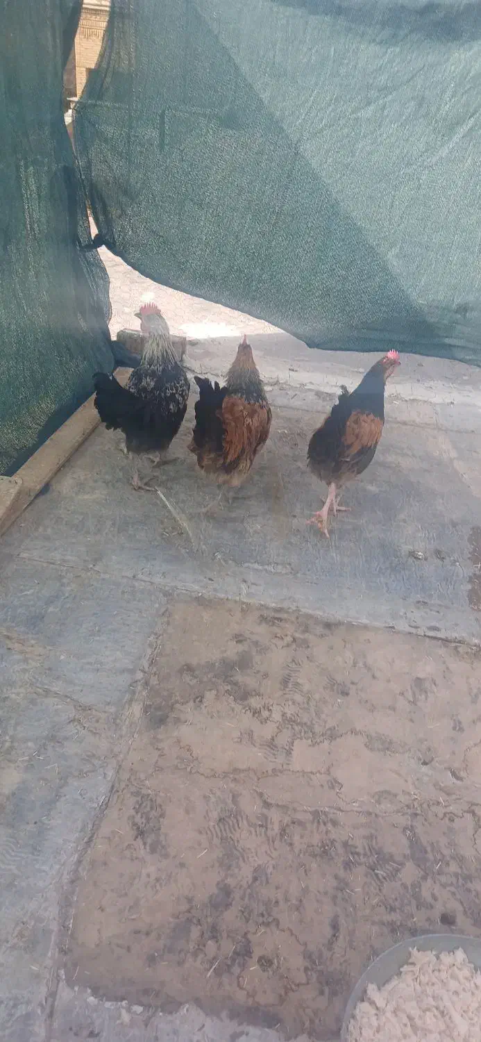 جوجه خروس|حیوانات مزرعه|شیراز, انجیره|دیوار