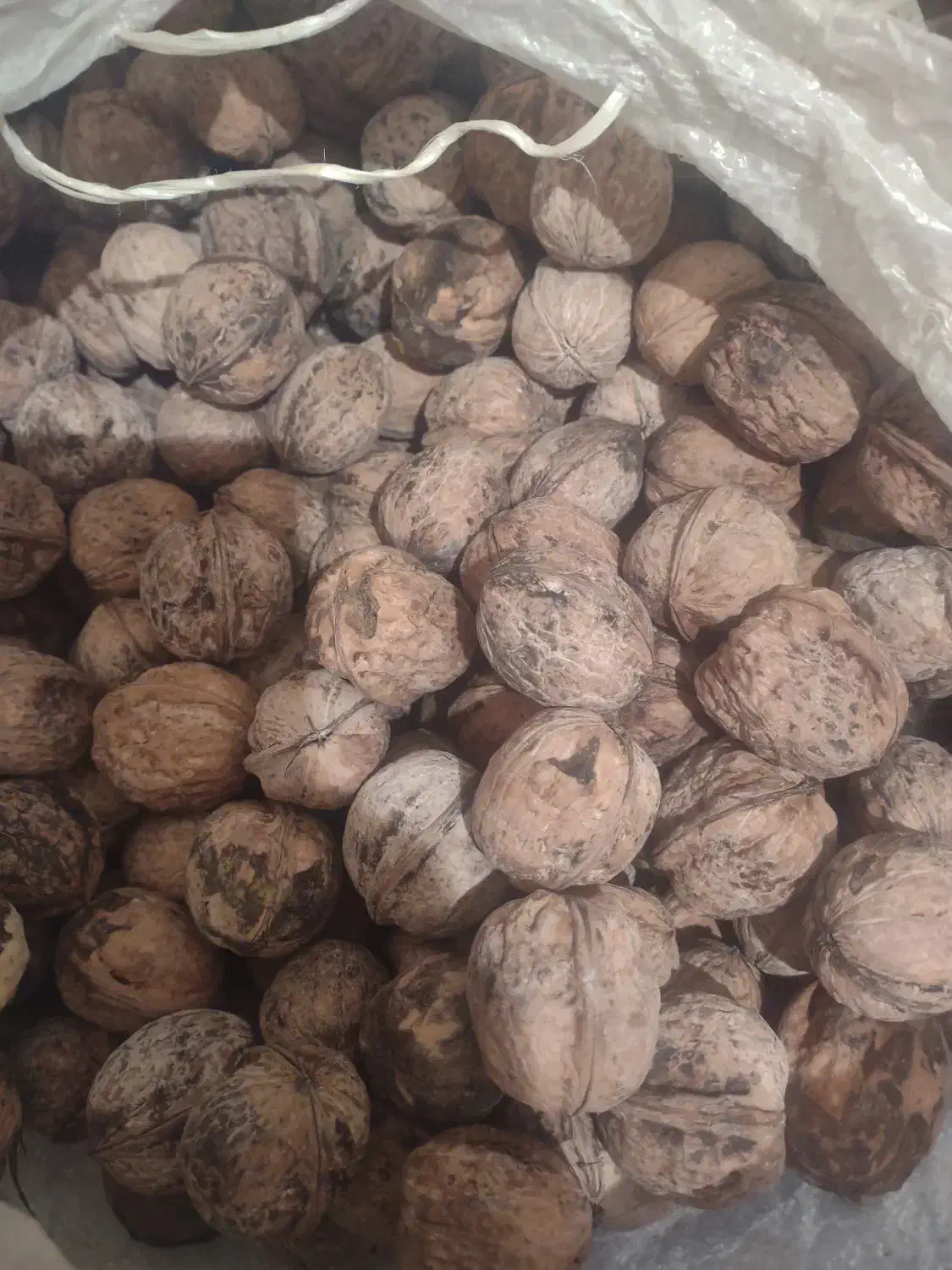 گردو|خوردنی و آشامیدنی|تهران, جیحون|دیوار