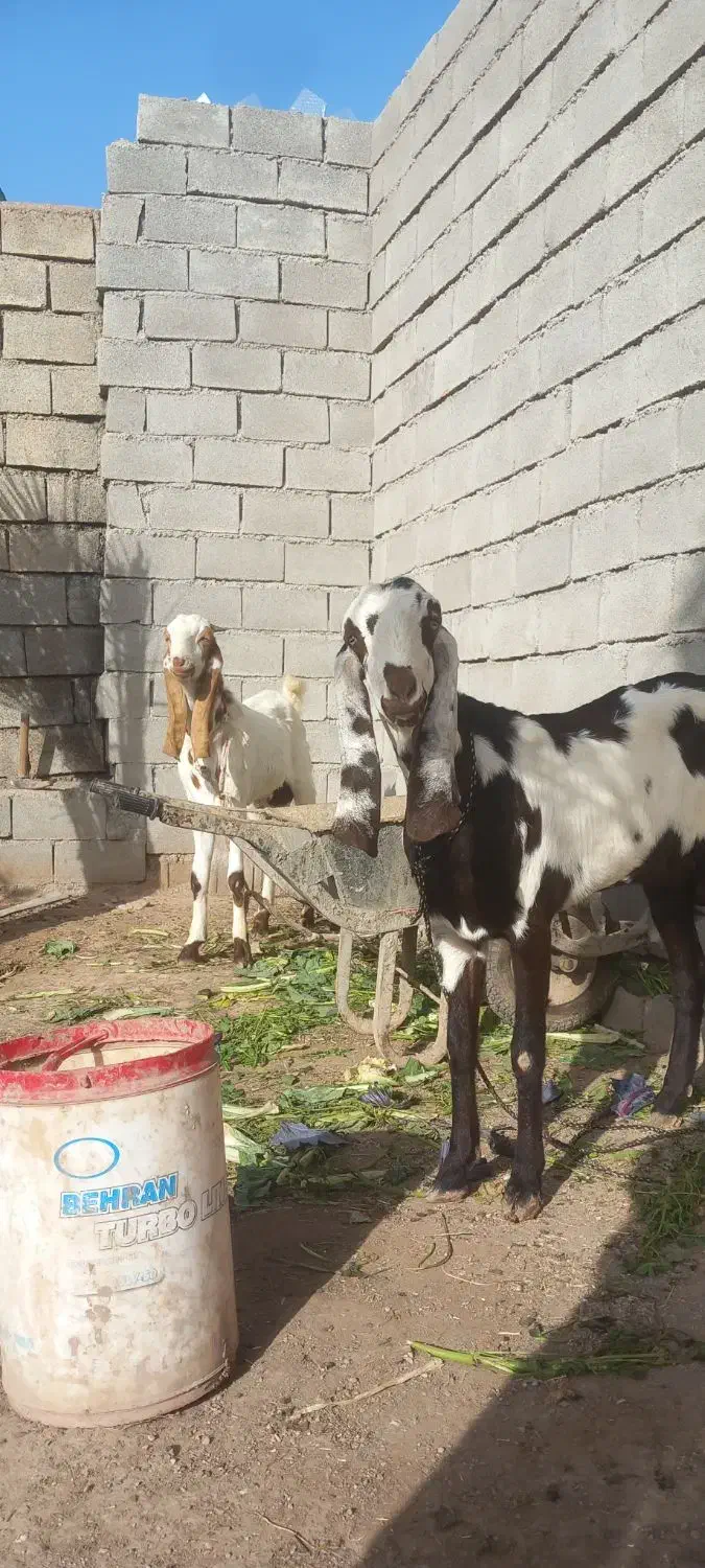 نر و ماده بز|حیوانات مزرعه|دزفول, |دیوار