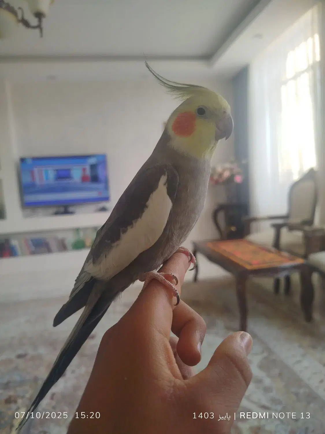 عروس هولندی|پرنده|فولادشهر, B6|دیوار