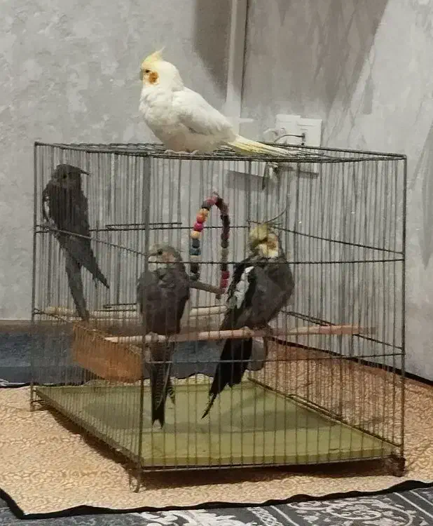 عروس هلندی سر حال|پرنده|سهند, |دیوار