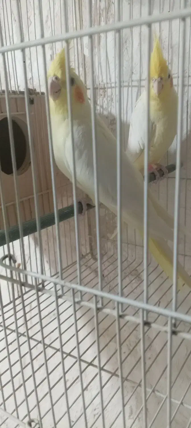 عروس هلندی لوتینو|پرنده|زاوه, |دیوار