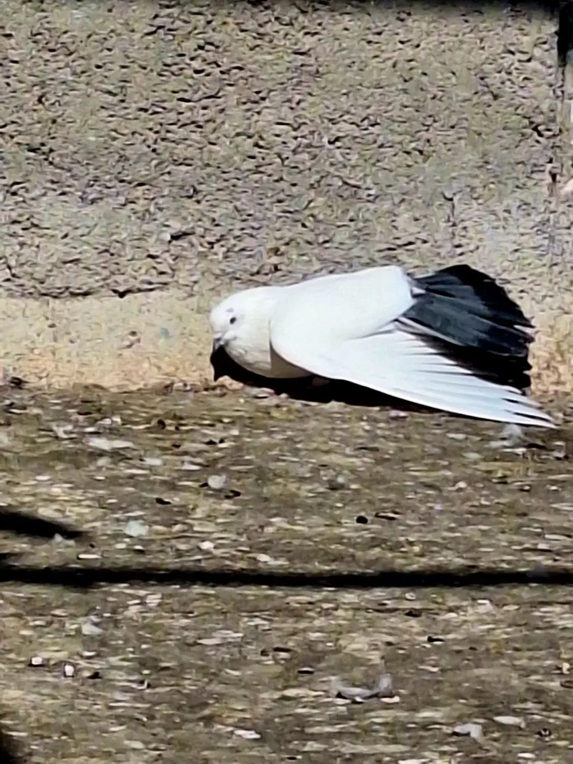 کفتر|پرنده|ورامین, ورامین|دیوار