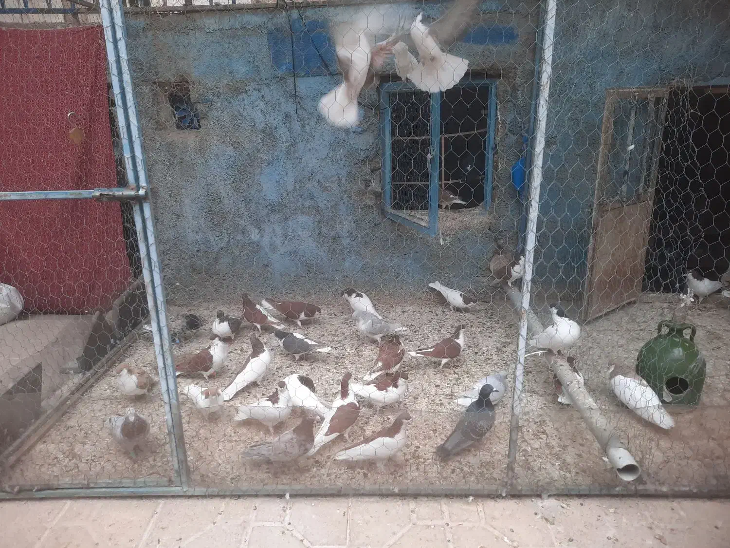 ۳۴عدد کبوتر خوشرنگ|پرنده|اقبالیه, |دیوار