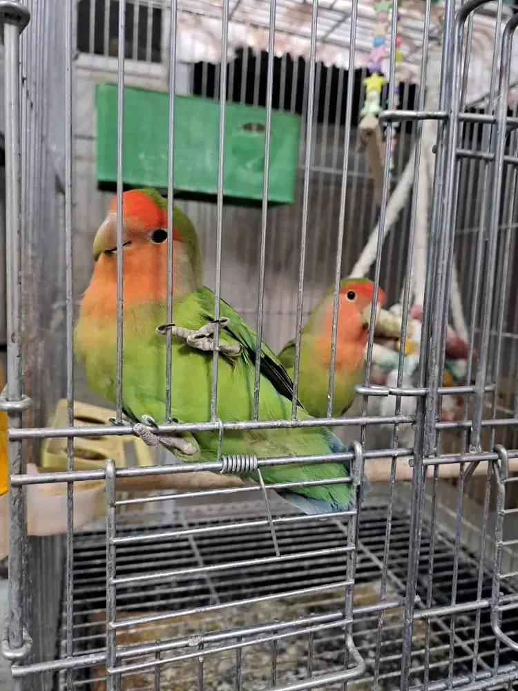 طوطی برزیلی|پرنده|اصفهان, شهید رجایی|دیوار