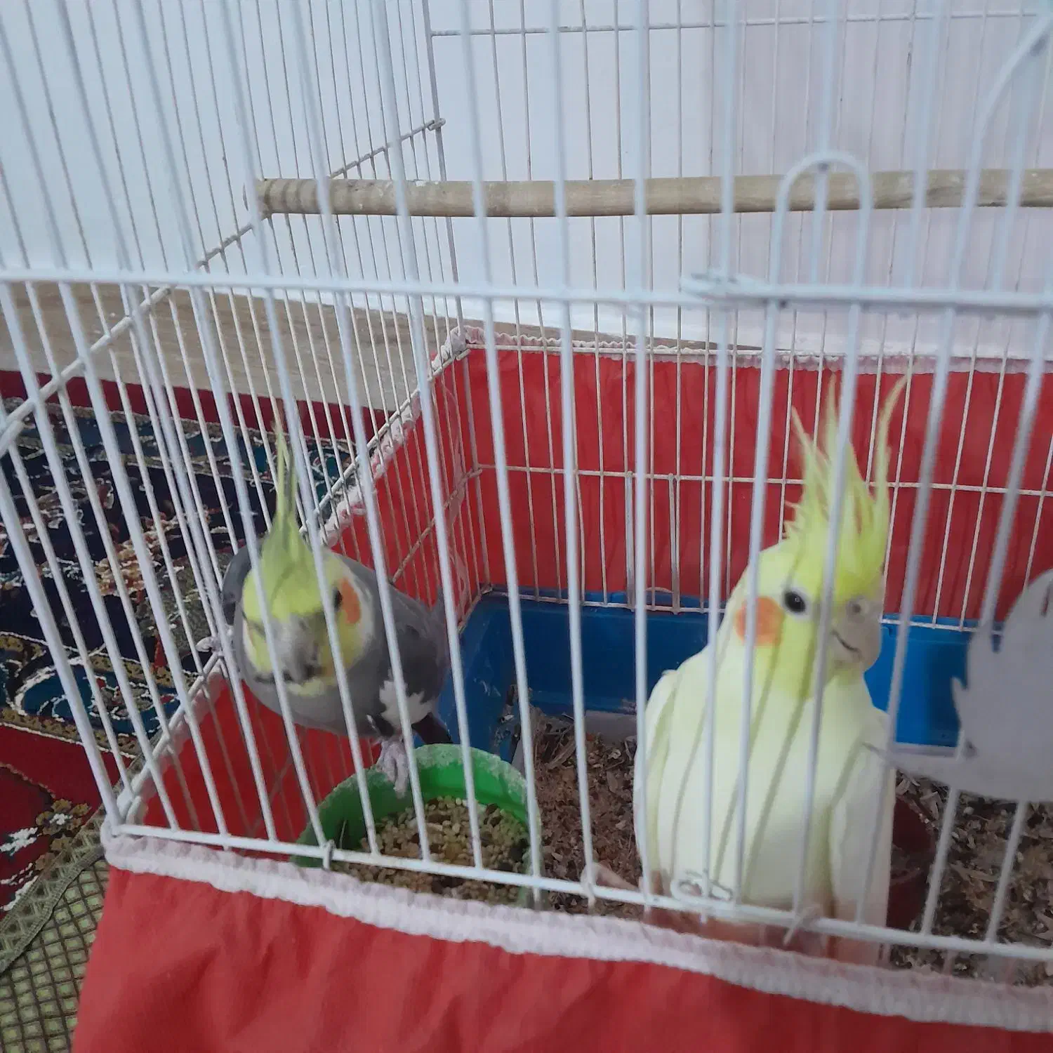 عروس هلندی مولد|پرنده|سرپل ذهاب, |دیوار