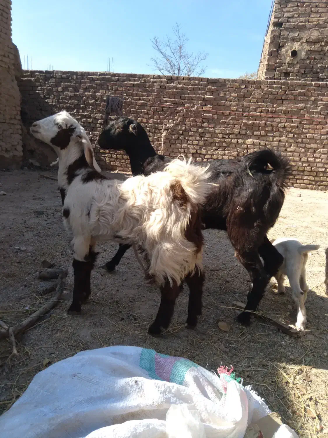 گوسفند|حیوانات مزرعه|کرمان, |دیوار