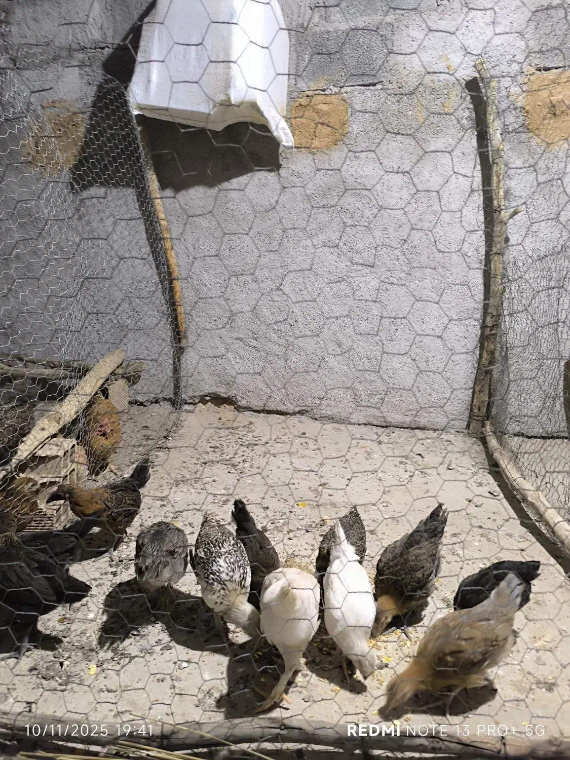 جوجه محلی|حیوانات مزرعه|لیکک, |دیوار