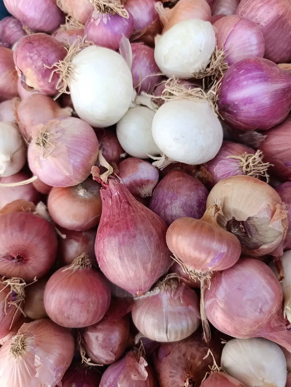 فروش پیاز تازه و مرغوب کوهسرخ|خوردنی و آشامیدنی|کاشمر, |دیوار