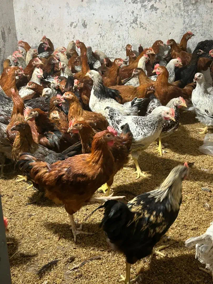 خروس و مرغ محلی درشت|حیوانات مزرعه|دابودشت, |دیوار