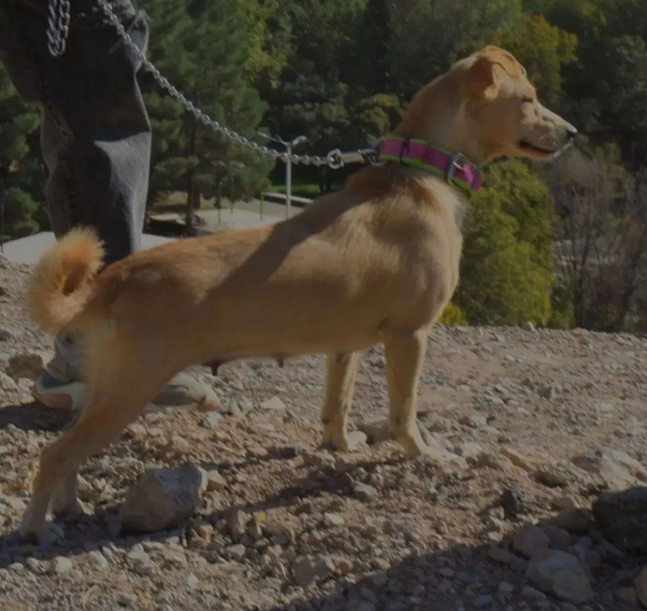 پت خونگی|سگ|اصفهان, پوریای ولی|دیوار