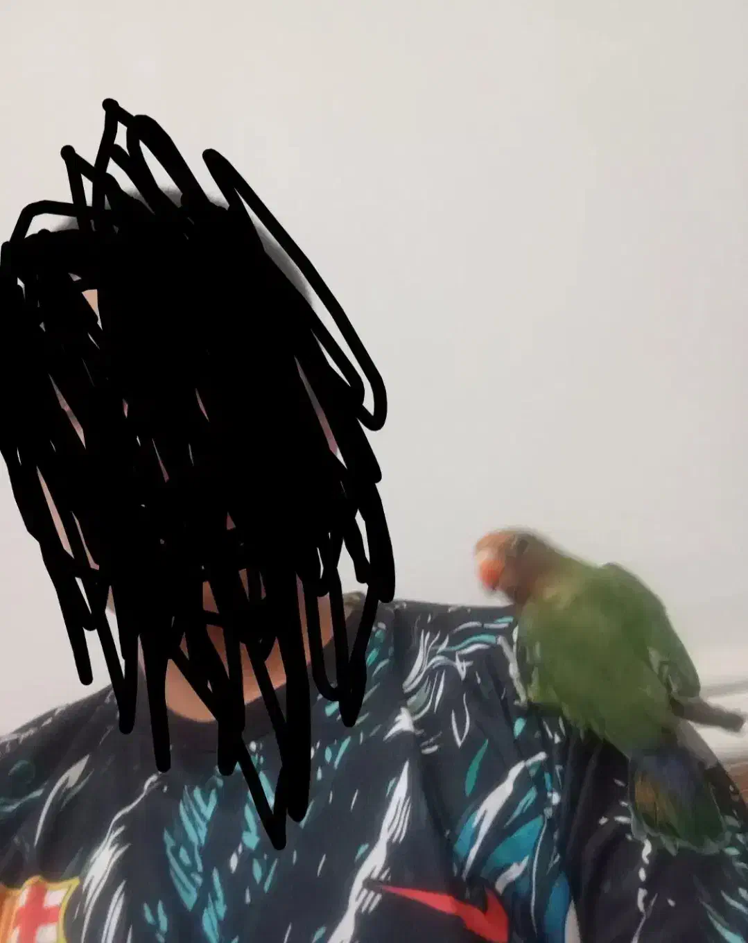 کوتوله برزیلی|پرنده|خاش, |دیوار